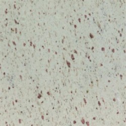 White Galaxy Granite India...